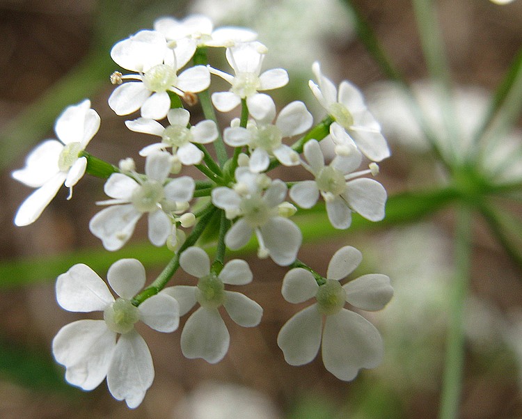 Anthriscus sylvestris / Cerfoglio selvatico